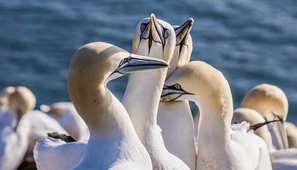 mksports体育🎮尽力了!LVG1-2不敌Legacy 追平CNCS历史最好战绩 谢幕奥斯汀