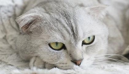 mk体育在线官网🎮还不了手！Satanic恐怖利刃无敌 niu伐木机bp成败笔XG负PARI